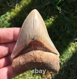 Killer Top 1% 4 Megalodon Shark Tooth Fossil Monster Larger Than Dinosaurs