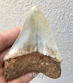 Killer Top 1% 4 Megalodon Shark Tooth Fossil Monster Larger Than Dinosaurs