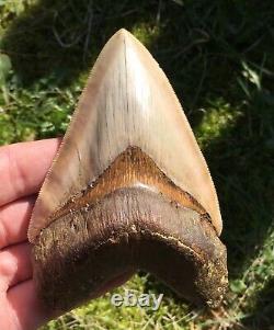 Killer Top 1% 5 Megalodon Shark Tooth Fossil Monster Larger Than Dinosaurs