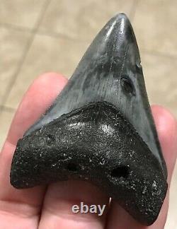 Kool 2.86 x 2.1 Megalodon Shark Tooth Fossil SEE ALL PICS