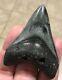 Kool 2.86 X 2.1 Megalodon Shark Tooth Fossil See All Pics