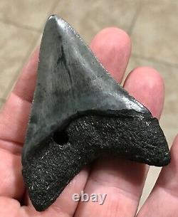 Kool 2.86 x 2.1 Megalodon Shark Tooth Fossil SEE ALL PICS