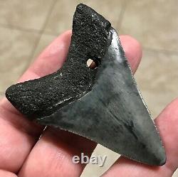 Kool 2.86 x 2.1 Megalodon Shark Tooth Fossil SEE ALL PICS