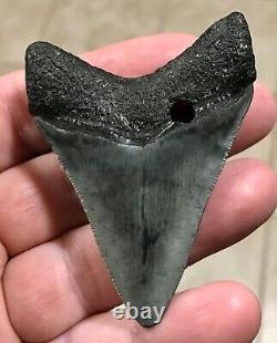 Kool 2.86 x 2.1 Megalodon Shark Tooth Fossil SEE ALL PICS