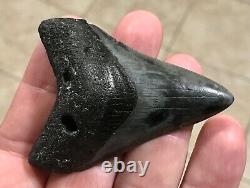 Kool 2.86 x 2.1 Megalodon Shark Tooth Fossil SEE ALL PICS