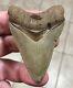- Land Find 2.91 X 2.04 Megalodon Shark Tooth Fossil Hawthorn Formation, Fl