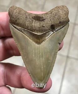 - LAND FIND 2.91 x 2.04 Megalodon Shark Tooth Fossil Hawthorn Formation, FL