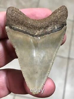 - LAND FIND 2.91 x 2.04 Megalodon Shark Tooth Fossil Hawthorn Formation, FL