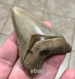 - LAND FIND 2.91 x 2.04 Megalodon Shark Tooth Fossil Hawthorn Formation, FL