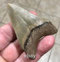 - LAND FIND 2.91 x 2.04 Megalodon Shark Tooth Fossil Hawthorn Formation, FL