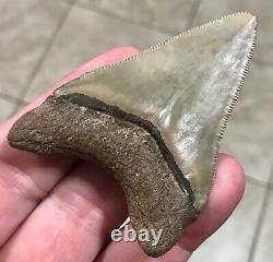 - LAND FIND 2.91 x 2.04 Megalodon Shark Tooth Fossil Hawthorn Formation, FL