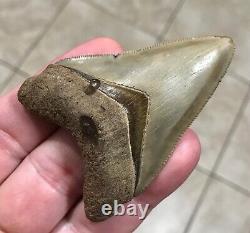 - LAND FIND 2.91 x 2.04 Megalodon Shark Tooth Fossil Hawthorn Formation, FL