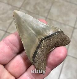 - LAND FIND 2.91 x 2.04 Megalodon Shark Tooth Fossil Hawthorn Formation, FL