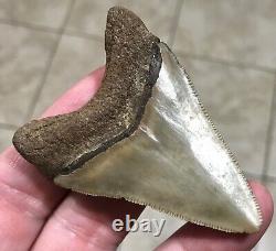 - LAND FIND 2.91 x 2.04 Megalodon Shark Tooth Fossil Hawthorn Formation, FL