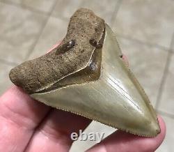 - LAND FIND 2.91 x 2.04 Megalodon Shark Tooth Fossil Hawthorn Formation, FL