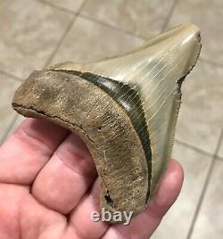 - LAND FIND 3.83 x 3.19 Megalodon Shark Tooth Fossil Hawthorn Formation, FL