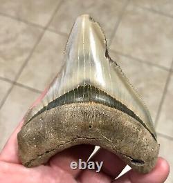 - LAND FIND 3.83 x 3.19 Megalodon Shark Tooth Fossil Hawthorn Formation, FL