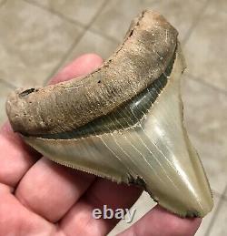 - LAND FIND 3.83 x 3.19 Megalodon Shark Tooth Fossil Hawthorn Formation, FL