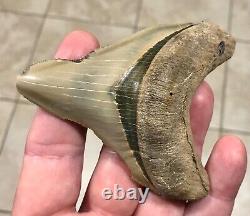 - LAND FIND 3.83 x 3.19 Megalodon Shark Tooth Fossil Hawthorn Formation, FL