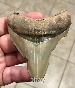 - LAND FIND 3.83 x 3.19 Megalodon Shark Tooth Fossil Hawthorn Formation, FL