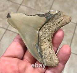 - LAND FIND 3.83 x 3.19 Megalodon Shark Tooth Fossil Hawthorn Formation, FL