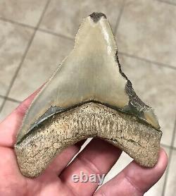 - LAND FIND 3.83 x 3.19 Megalodon Shark Tooth Fossil Hawthorn Formation, FL