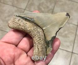 - LAND FIND 3.83 x 3.19 Megalodon Shark Tooth Fossil Hawthorn Formation, FL