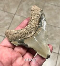 - LAND FIND 3.83 x 3.19 Megalodon Shark Tooth Fossil Hawthorn Formation, FL