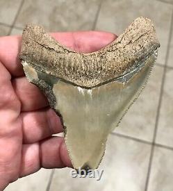 - LAND FIND 3.83 x 3.19 Megalodon Shark Tooth Fossil Hawthorn Formation, FL