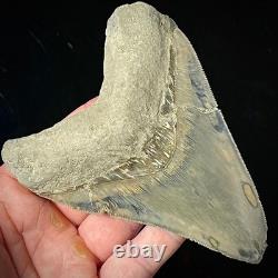 LARGE Indonesian Megalodon Shark Tooth 4.49 Real Repaired Shark Teeth Fossils