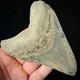Large Indonesian Megalodon Shark Tooth 4.49 Real Repaired Shark Teeth Fossils