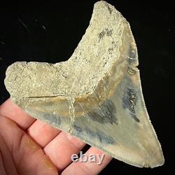 LARGE Indonesian Megalodon Shark Tooth 4.49 Real Repaired Shark Teeth Fossils