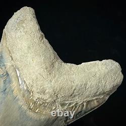 LARGE Indonesian Megalodon Shark Tooth 4.49 Real Repaired Shark Teeth Fossils