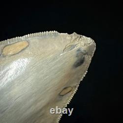 LARGE Indonesian Megalodon Shark Tooth 4.49 Real Repaired Shark Teeth Fossils