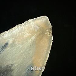 LARGE Indonesian Megalodon Shark Tooth 4.49 Real Repaired Shark Teeth Fossils