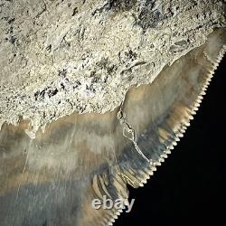 LARGE Indonesian Megalodon Shark Tooth 4.49 Real Repaired Shark Teeth Fossils