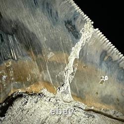 LARGE Indonesian Megalodon Shark Tooth 4.49 Real Repaired Shark Teeth Fossils