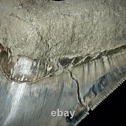 LARGE Indonesian Megalodon Shark Tooth 4.49 Real Repaired Shark Teeth Fossils