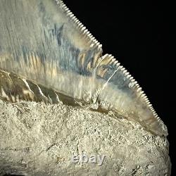 LARGE Indonesian Megalodon Shark Tooth 4.49 Real Repaired Shark Teeth Fossils