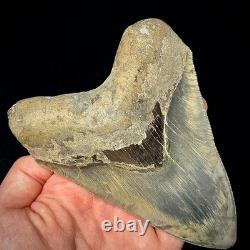 LARGE Indonesian Megalodon Shark Tooth 5.36 Real Repaired Shark Teeth Fossils