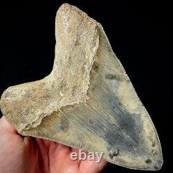 LARGE Indonesian Megalodon Shark Tooth 5.36 Real Repaired Shark Teeth Fossils