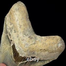 LARGE Indonesian Megalodon Shark Tooth 5.36 Real Repaired Shark Teeth Fossils
