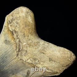 LARGE Indonesian Megalodon Shark Tooth 5.36 Real Repaired Shark Teeth Fossils