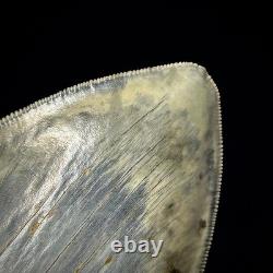 LARGE Indonesian Megalodon Shark Tooth 5.36 Real Repaired Shark Teeth Fossils