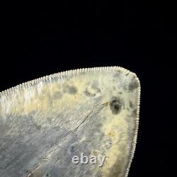 LARGE Indonesian Megalodon Shark Tooth 5.36 Real Repaired Shark Teeth Fossils