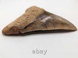 LARGE Megalodon Shark Tooth 5.21'' Rare Color Pattern No Repairs No Restorations