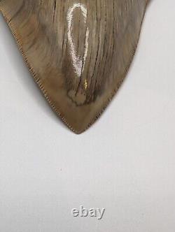 LARGE Megalodon Shark Tooth 5.21'' Rare Color Pattern No Repairs No Restorations