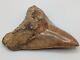Large Megalodon Shark Tooth Fossil 4.95'' Great Color Authentic No Repairs/resto