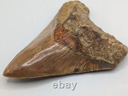 LARGE Megalodon Shark Tooth Fossil 4.95'' GREAT Color AUTHENTIC No Repairs/Resto
