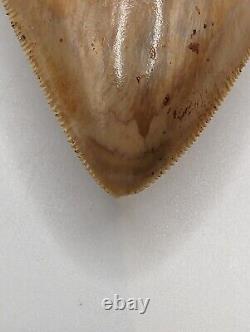 LARGE Megalodon Shark Tooth Fossil 4.95'' GREAT Color AUTHENTIC No Repairs/Resto